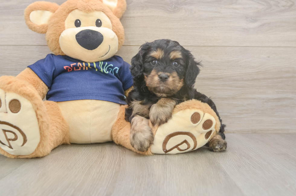5 week old Cavapoo Puppy For Sale - Simply Southern Pups