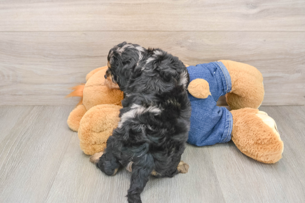 Friendly Cavapoo Baby