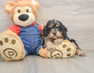 8 week old Cavapoo Puppy For Sale - Simply Southern Pups