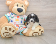 7 week old Cavapoo Puppy For Sale - Simply Southern Pups