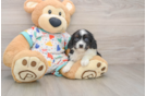 Cavapoo Puppy for Adoption