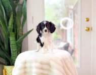 9 week old Cavapoo Puppy For Sale - Simply Southern Pups