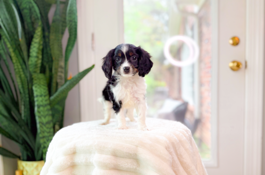 Cute Cavipoo Poodle Mix Puppy