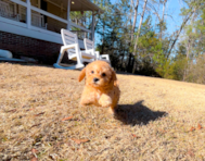 10 week old Cavapoo Puppy For Sale - Simply Southern Pups