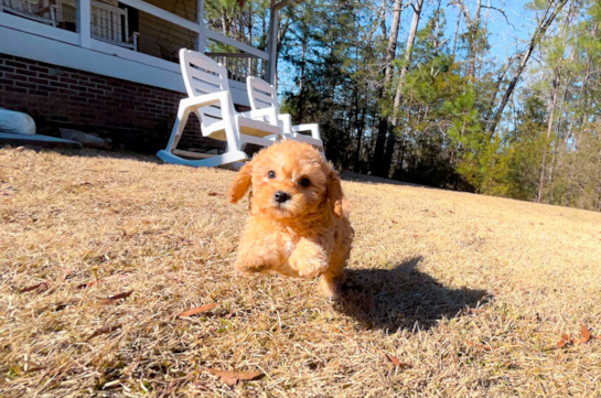 Cavapoo Pup Being Cute