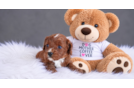Cavapoo Pup Being Cute