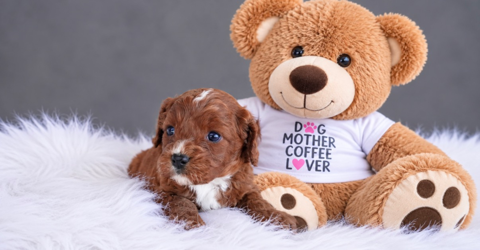 Cavapoo Pup Being Cute