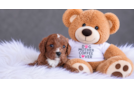 Cavapoo Puppy for Adoption