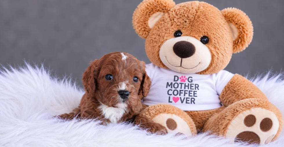 Cavapoo Puppy for Adoption