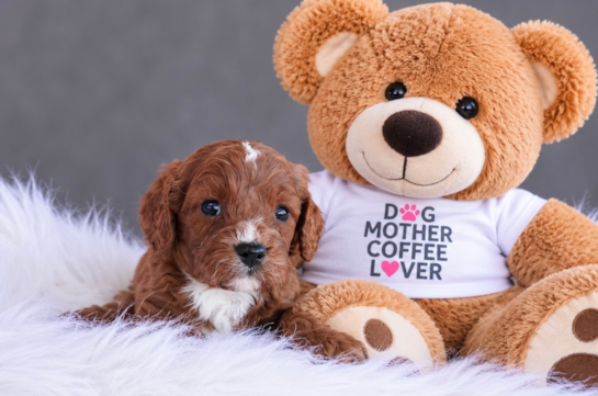 Cavapoo Puppy for Adoption