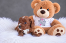 Best Cavapoo Baby