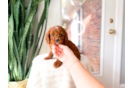 Cavapoo Puppy for Adoption