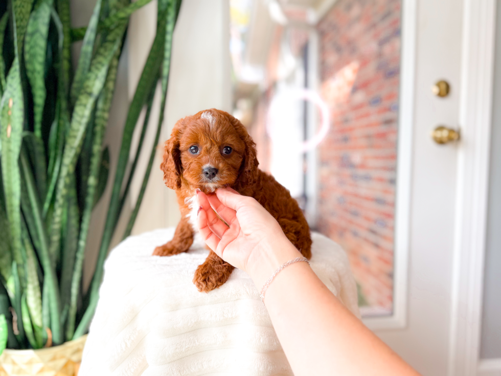 Cavapoo Puppy for Adoption