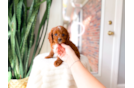 Best Cavapoo Baby
