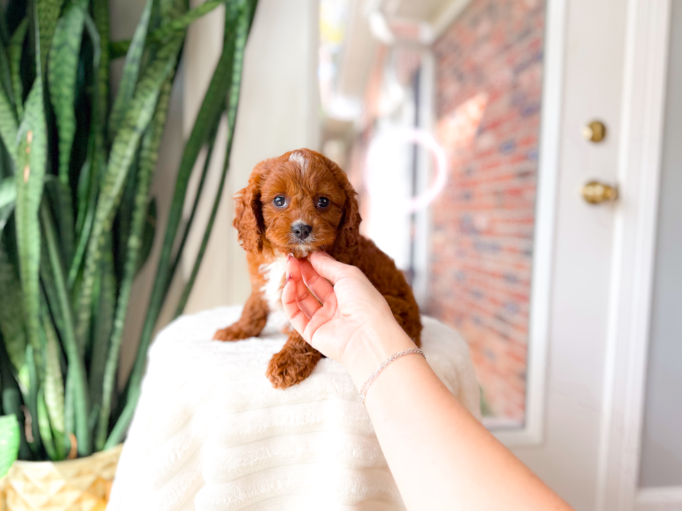Best Cavapoo Baby