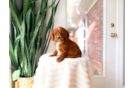 Cavapoo Pup Being Cute