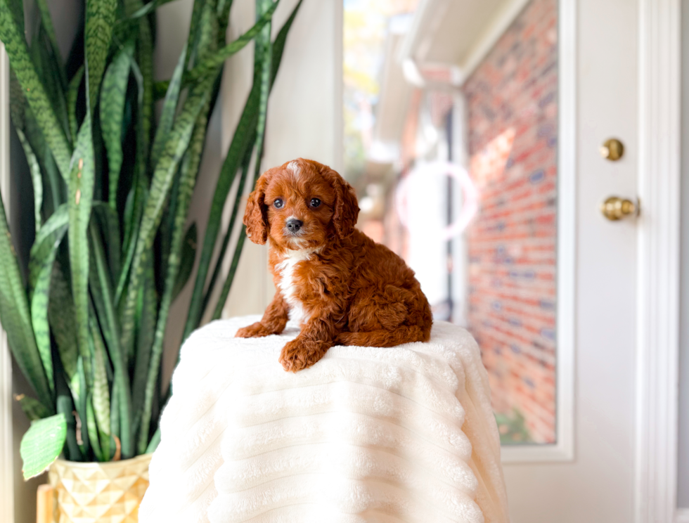 Cavapoo Pup Being Cute