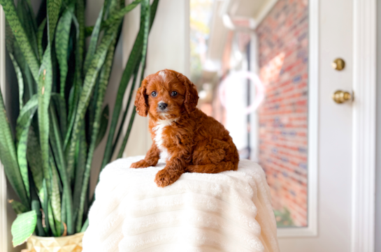Cavapoo Pup Being Cute