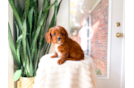 Cavapoo Pup Being Cute