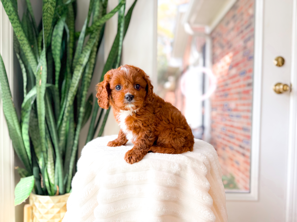 Cavapoo Pup Being Cute