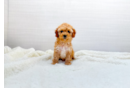 Cute Cavapoo Baby