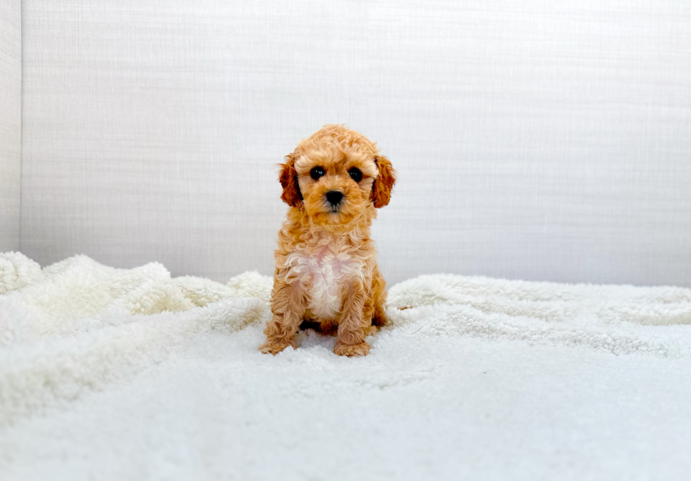 Cute Cavapoo Baby