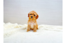 Cavapoo Pup Being Cute