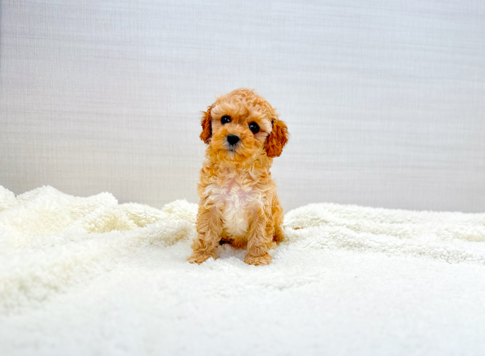 Cavapoo Pup Being Cute