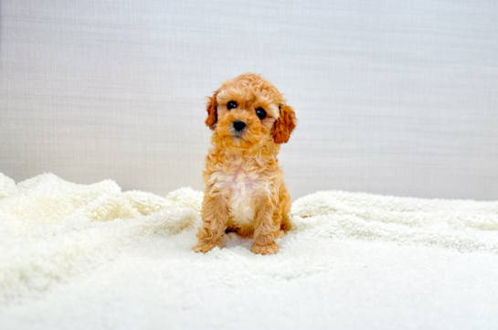 Cavapoo Pup Being Cute