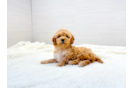 Cavapoo Pup Being Cute