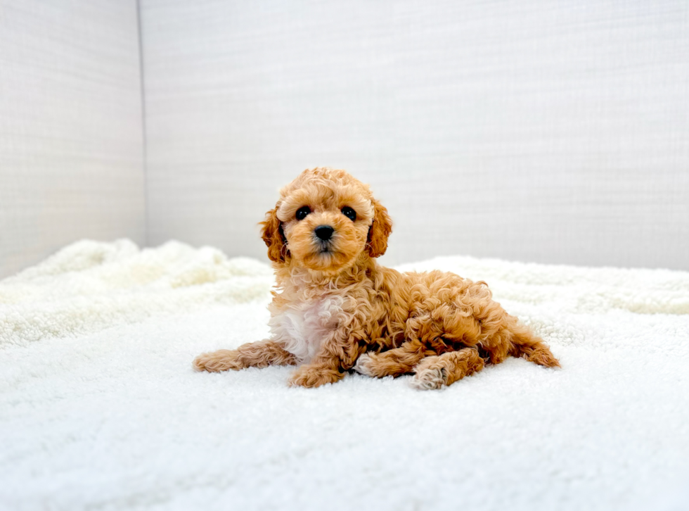 Cavapoo Pup Being Cute