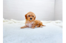 Cute Cavapoo Poodle Mix Pup