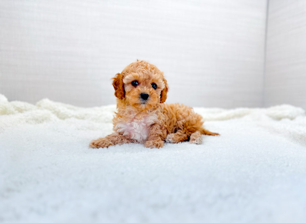 Cute Cavapoo Poodle Mix Pup