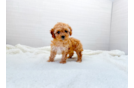 Cute Cavipoo Poodle Mix Puppy