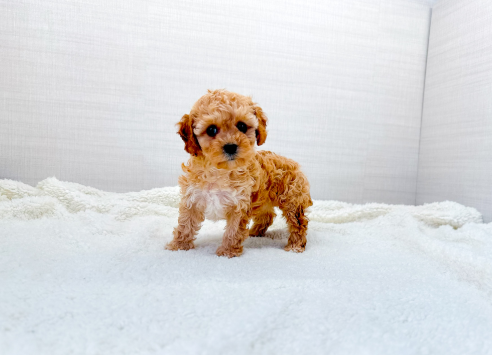 Cute Cavipoo Poodle Mix Puppy