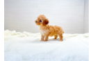 Cavapoo Pup Being Cute