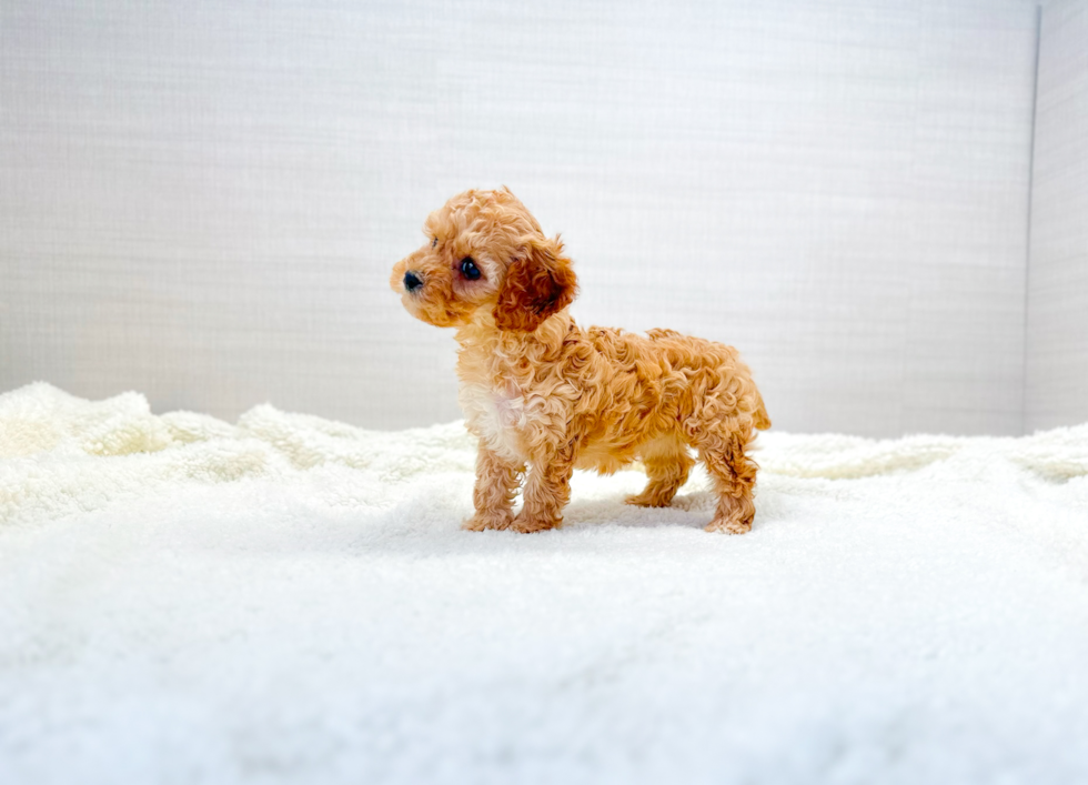 Cavapoo Pup Being Cute