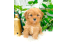 Cavapoo Pup Being Cute