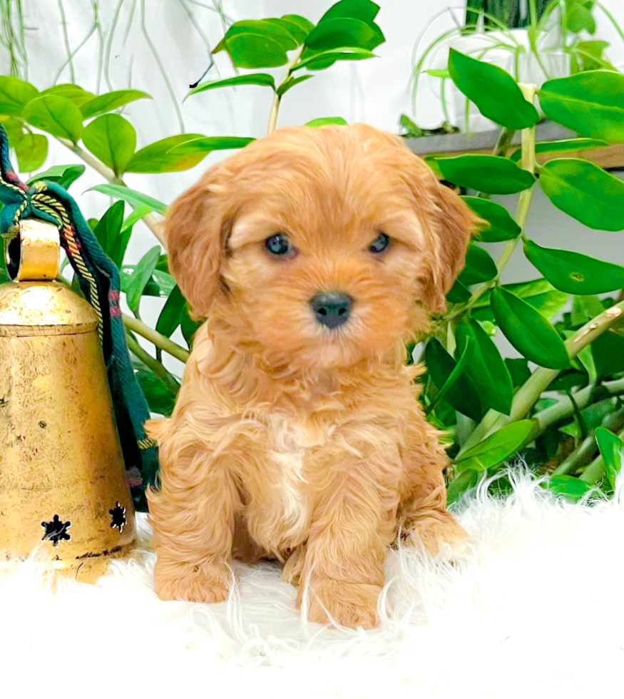 Cavapoo Pup Being Cute