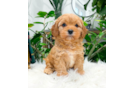 Cavapoo Pup Being Cute