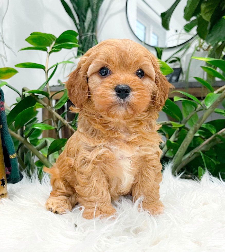 Cavapoo Pup Being Cute