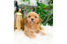 Cavapoo Puppy for Adoption