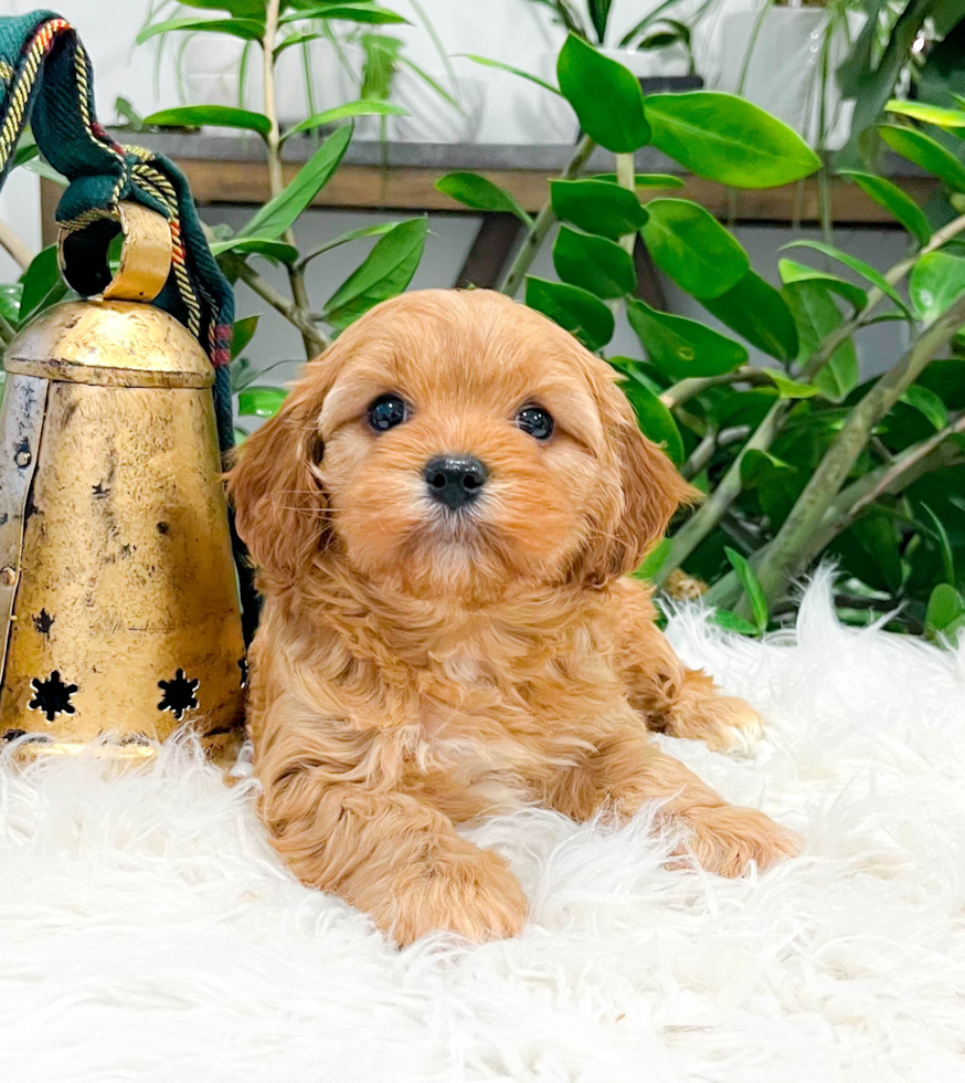 Cavapoo Puppy for Adoption