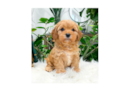 Cavapoo Puppy for Adoption