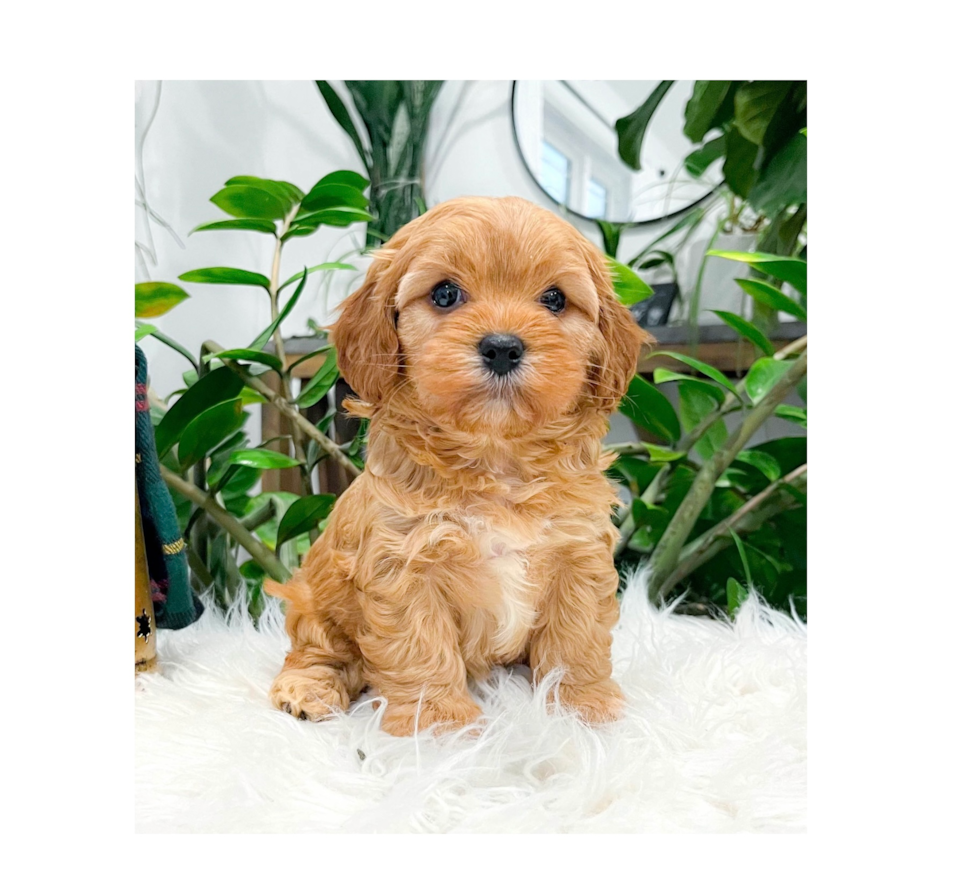 Cavapoo Puppy for Adoption
