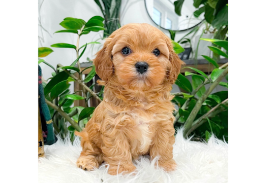 Cavapoo Puppy for Adoption