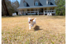 Cute Cavapoo Poodle Mix Pup