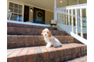 Cute Cavapoo Poodle Mix Pup