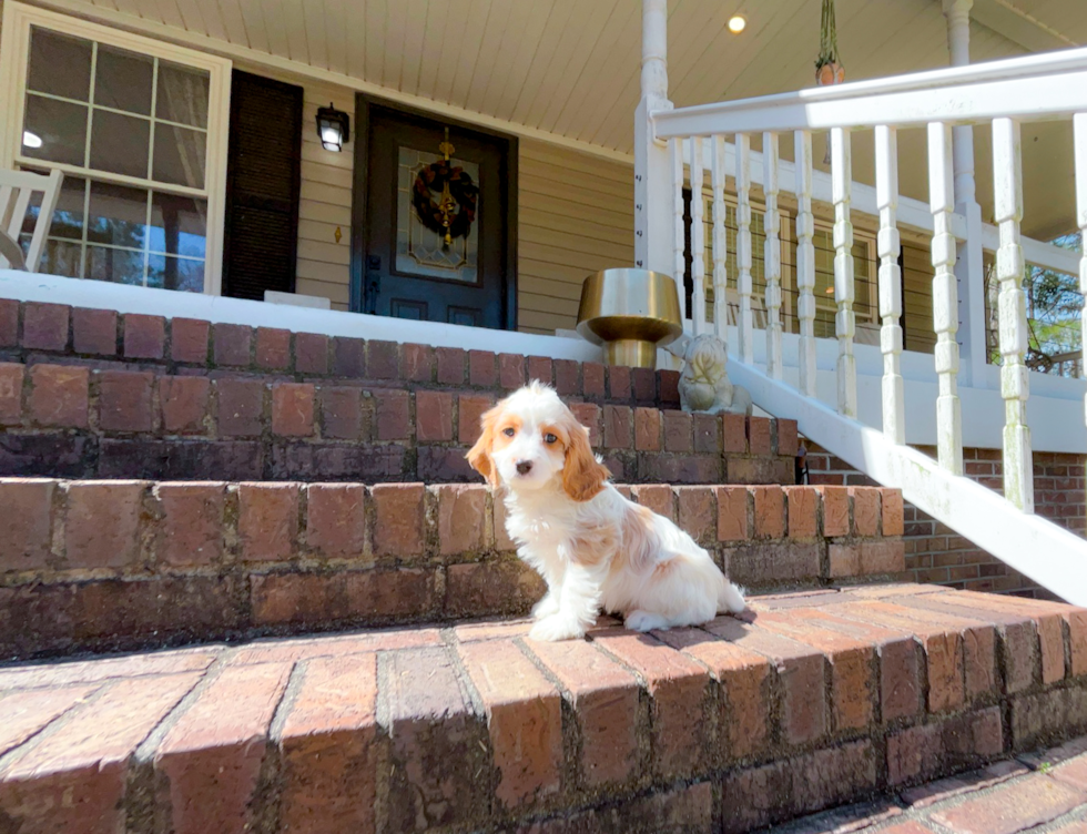 Cute Cavapoo Poodle Mix Pup