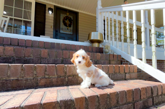 Cute Cavapoo Poodle Mix Pup